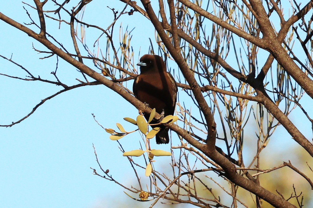 Little Woodswallow - ML645882903