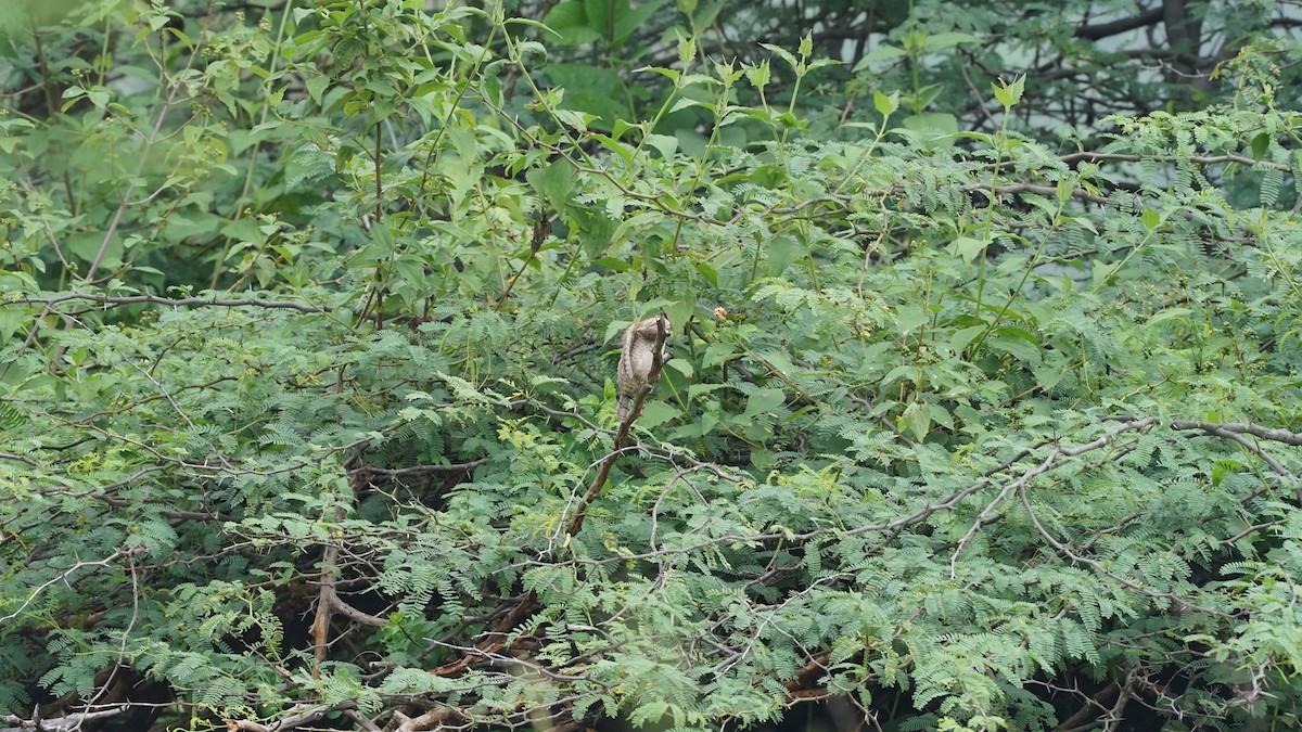 地啄木 - ML645882904