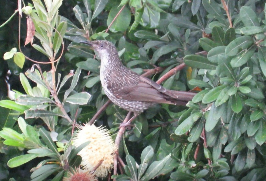 Little Wattlebird - ML645882905