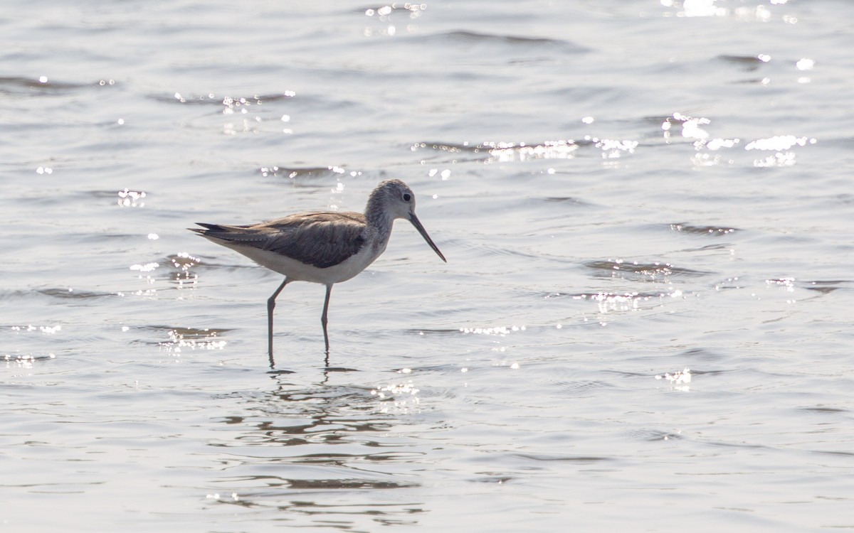 青足鷸 - ML645882911