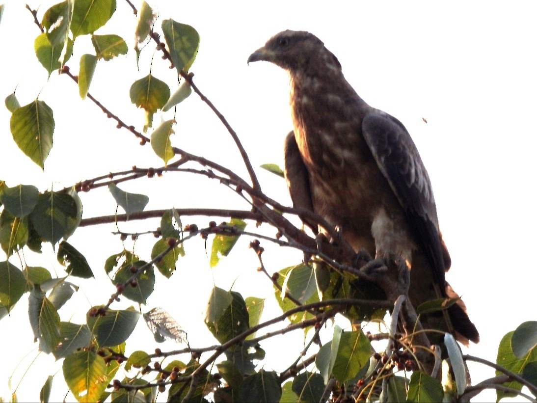 東方蜂鷹 - ML645882919