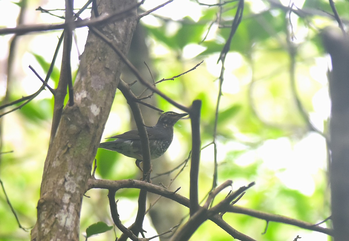 Siberian Thrush (Continental) - ML645882920