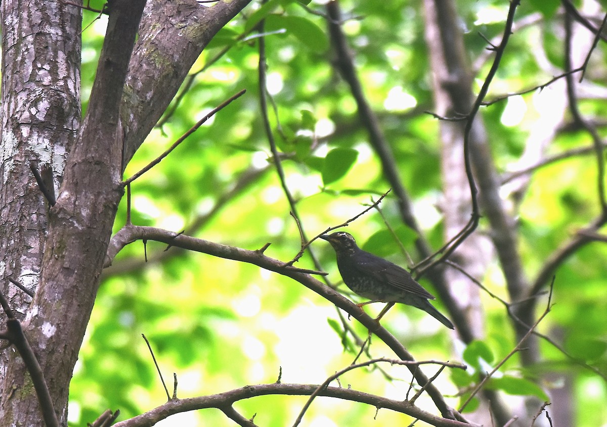 Siberian Thrush (Continental) - ML645882921