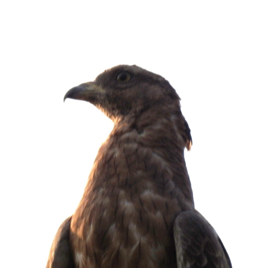 東方蜂鷹 - ML645882922