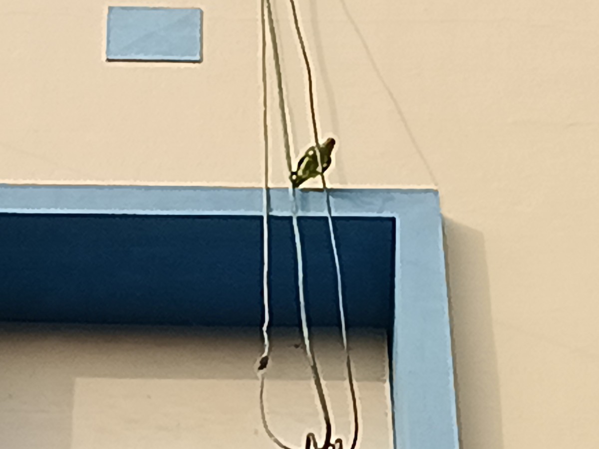 野鴿(野化) - ML645882923