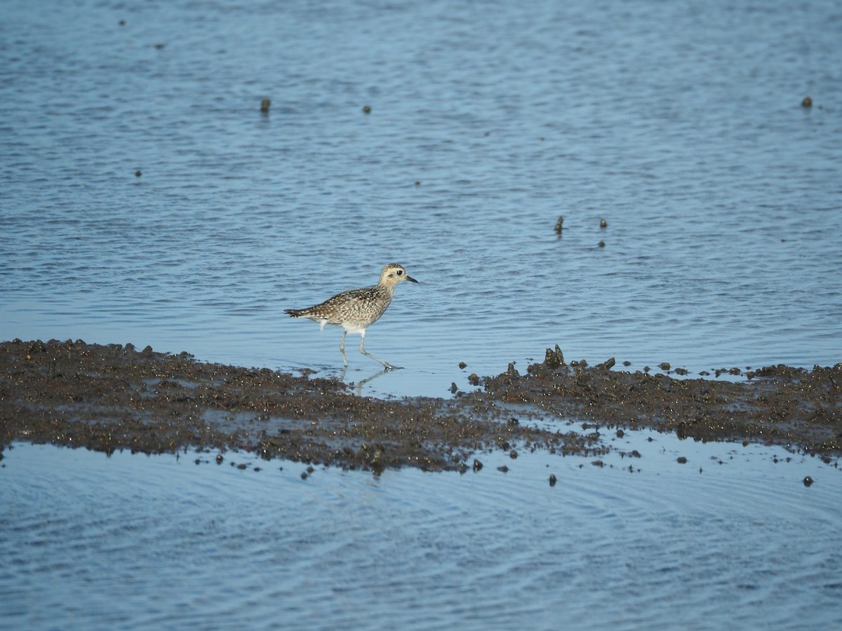 太平洋金斑鴴 - ML645882924