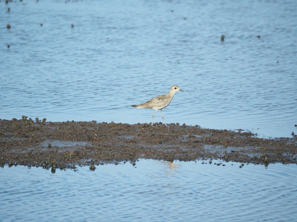 太平洋金斑鴴 - ML645882925