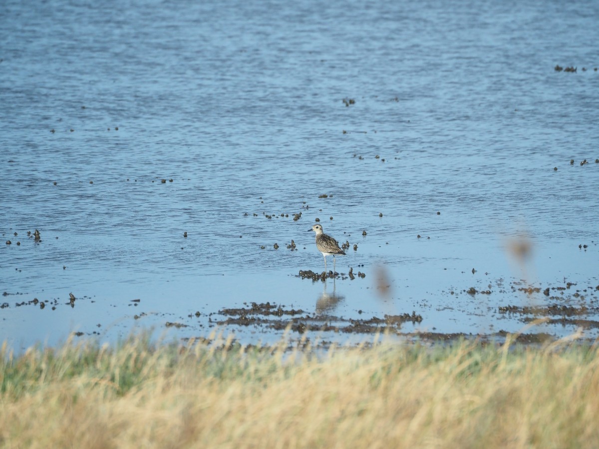 太平洋金斑鴴 - ML645882926