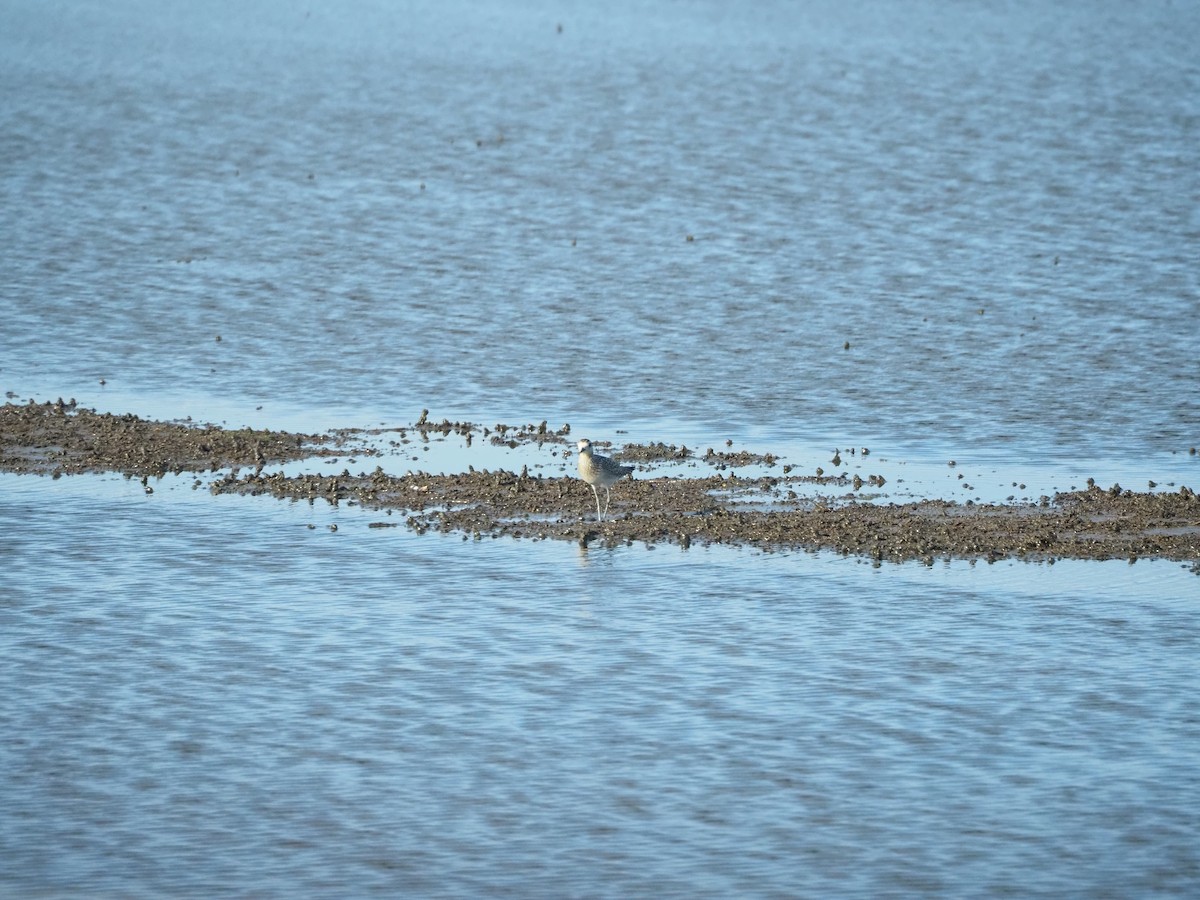 太平洋金斑鴴 - ML645882927