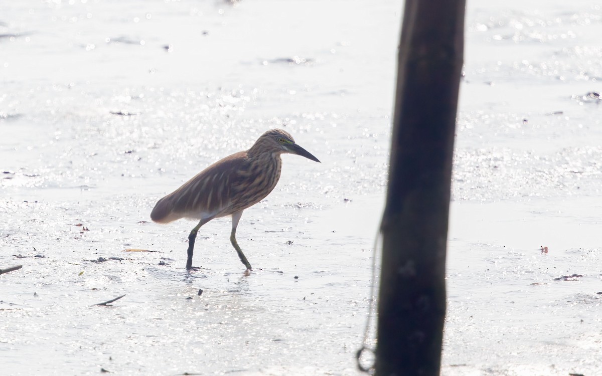 印度池鷺 - ML645882929