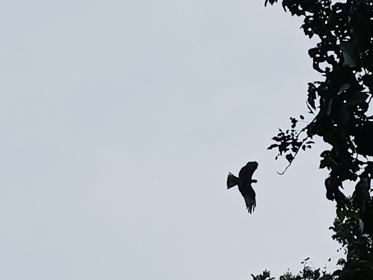 黑鳶 - ML645882947