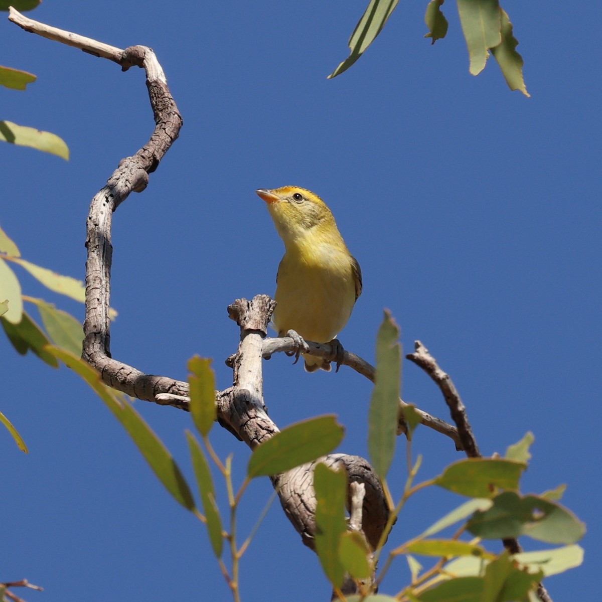 Red-browed Pardalote - ML645882950
