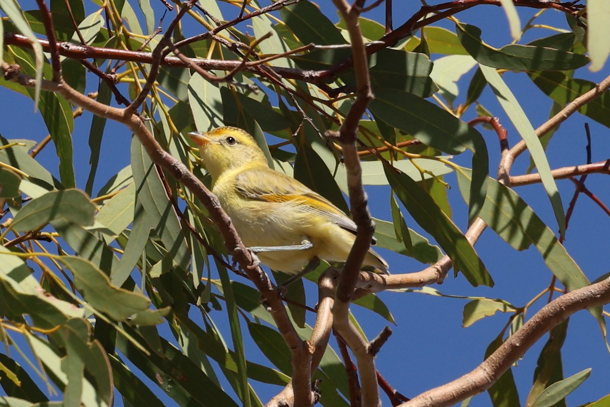 Red-browed Pardalote - ML645882951