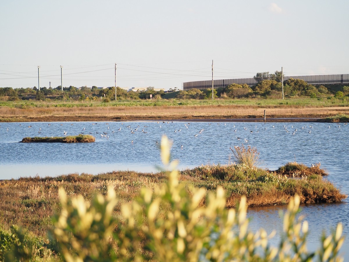 黑領高蹺鴴 - ML645882957