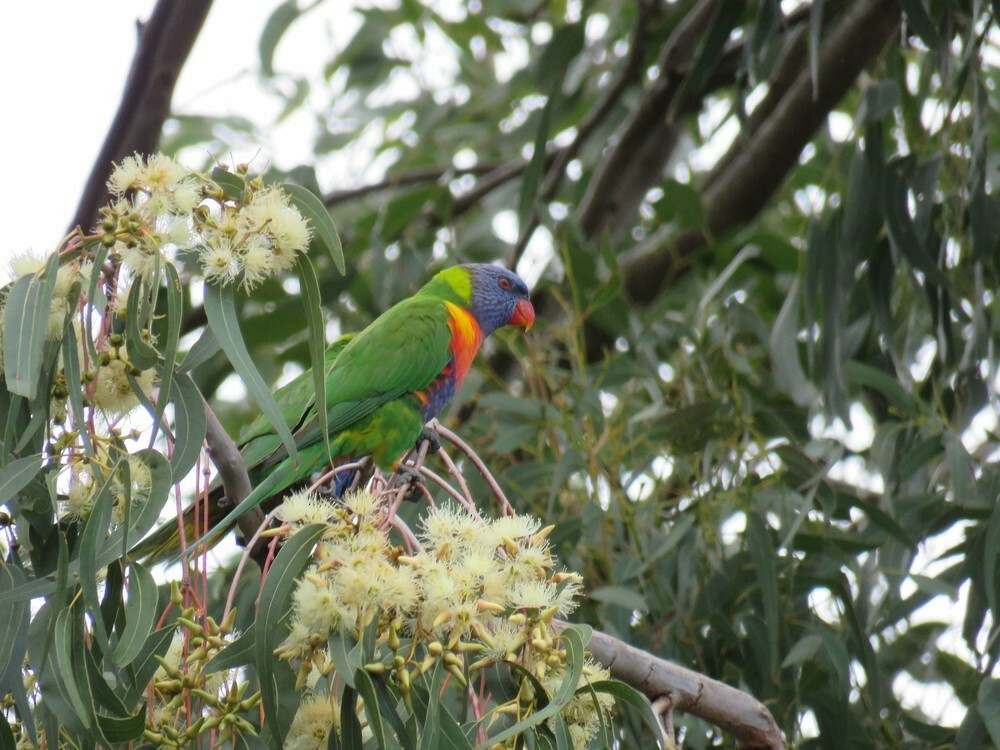 彩虹吸蜜鸚鵡 - ML645882964