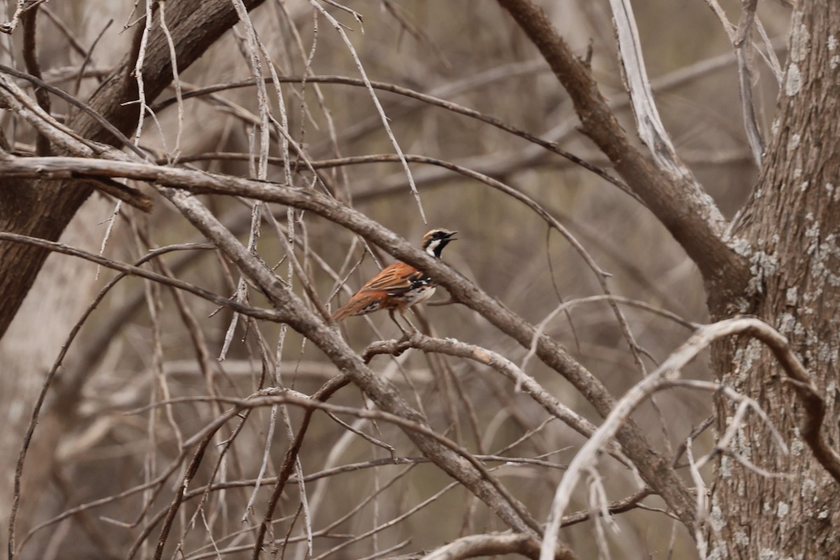Chestnut-rumped Thornbill - ML645882966