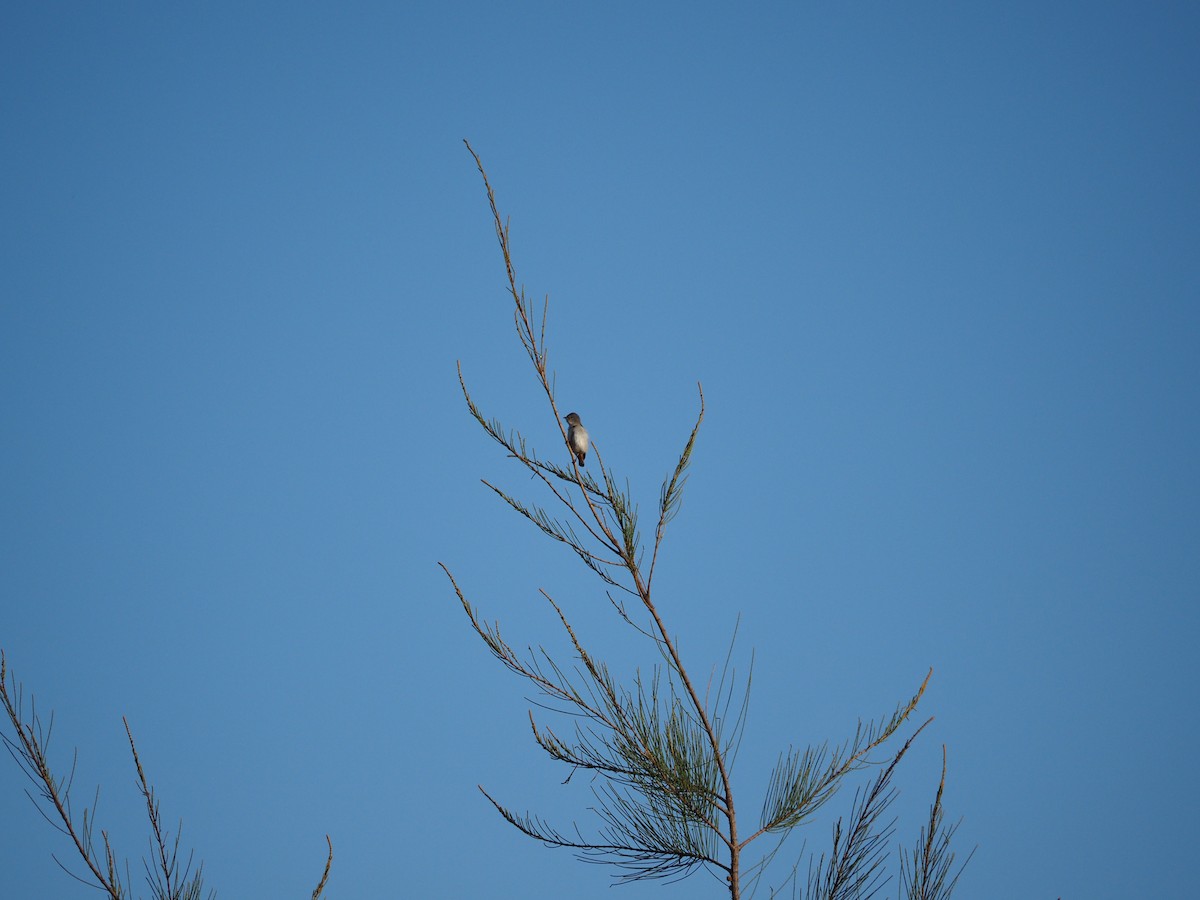 Mistletoebird - ML645882970