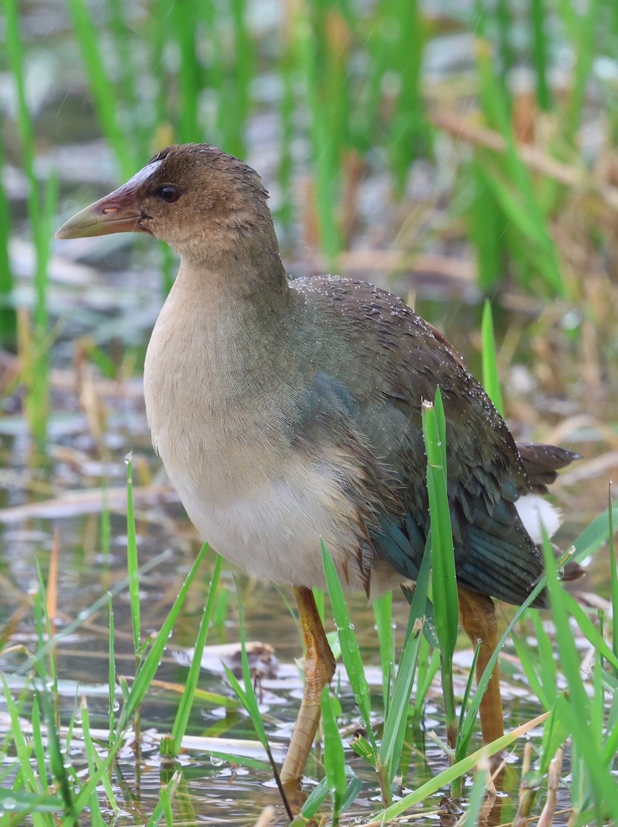 Purple Gallinule - ML645882976