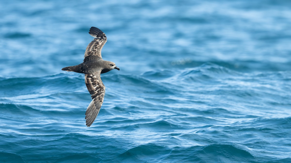 Gray-faced Petrel - ML645882982