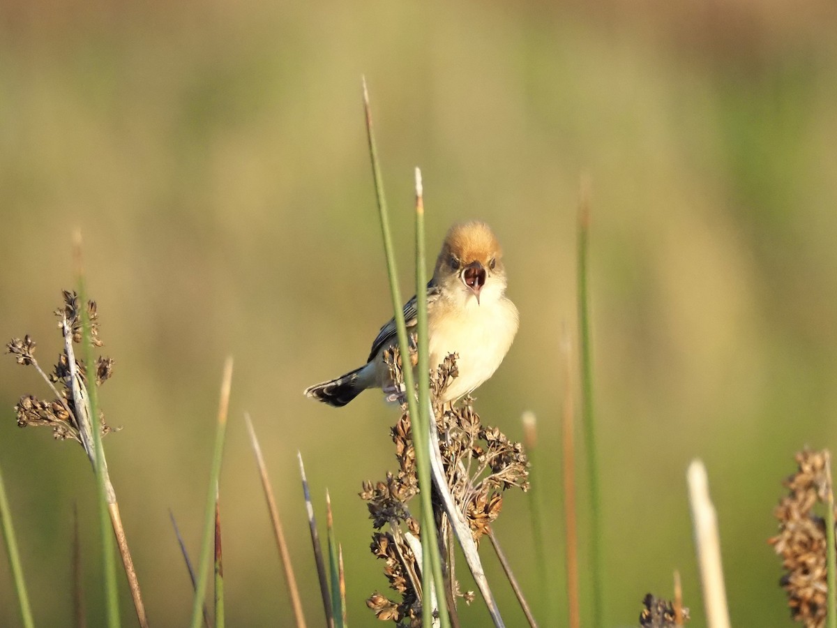 Golden-headed Cisticola - ML645882985