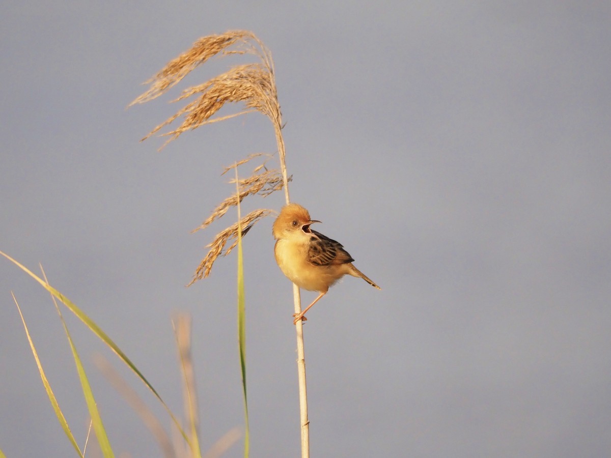 Golden-headed Cisticola - ML645882986