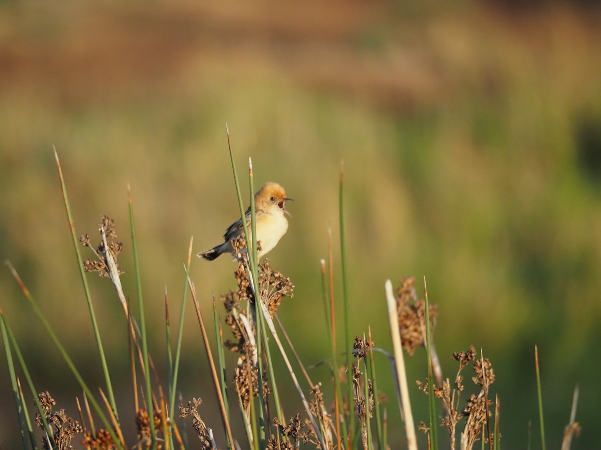Golden-headed Cisticola - ML645882987