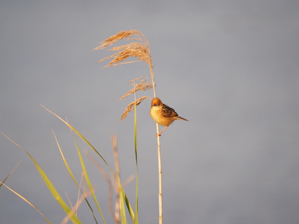 Golden-headed Cisticola - ML645882988