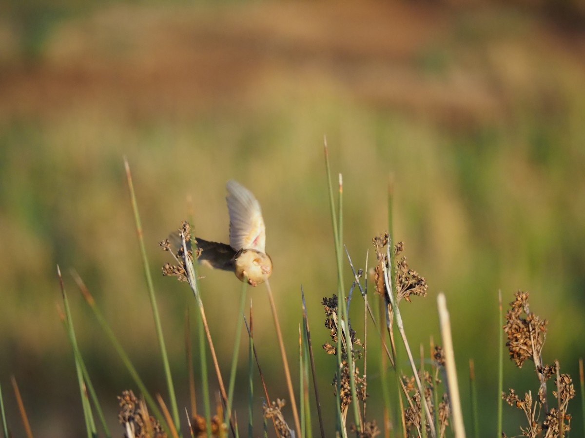 Golden-headed Cisticola - ML645882989