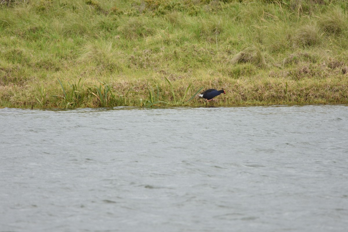 Australasian Swamphen - ML645882993
