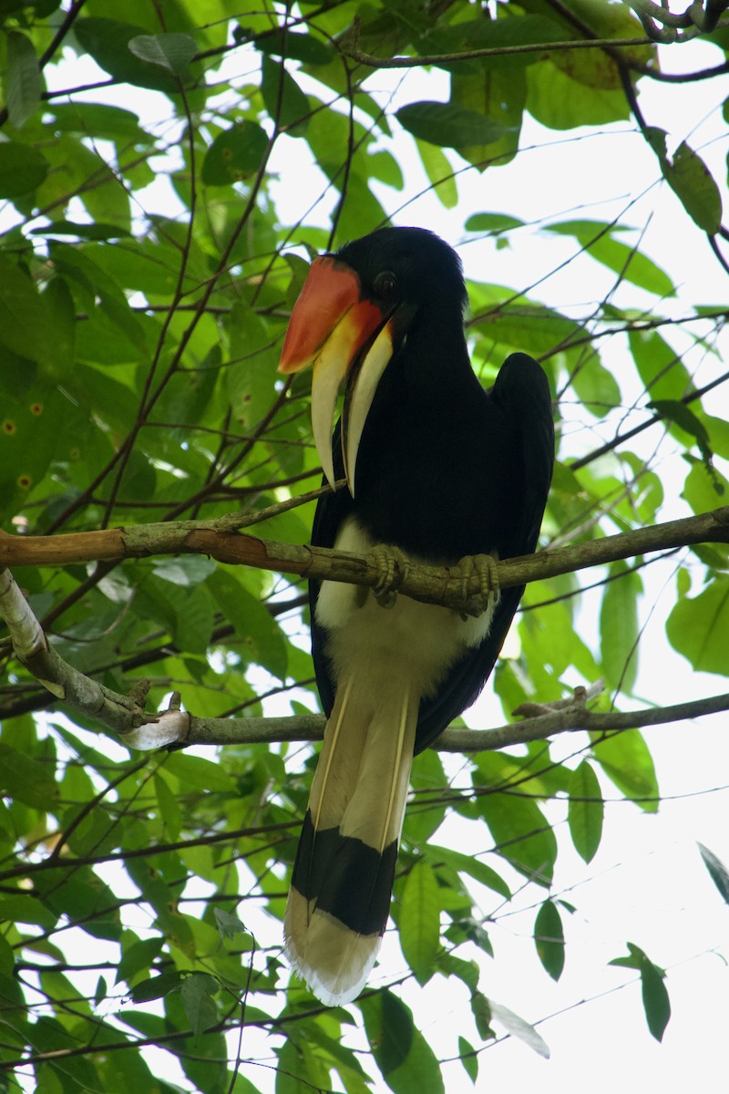 Rhinoceros Hornbill - ML645882994