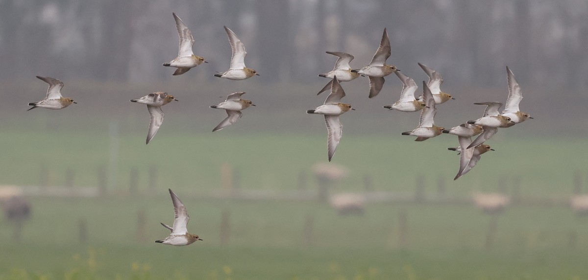 European Golden-Plover - ML645882995