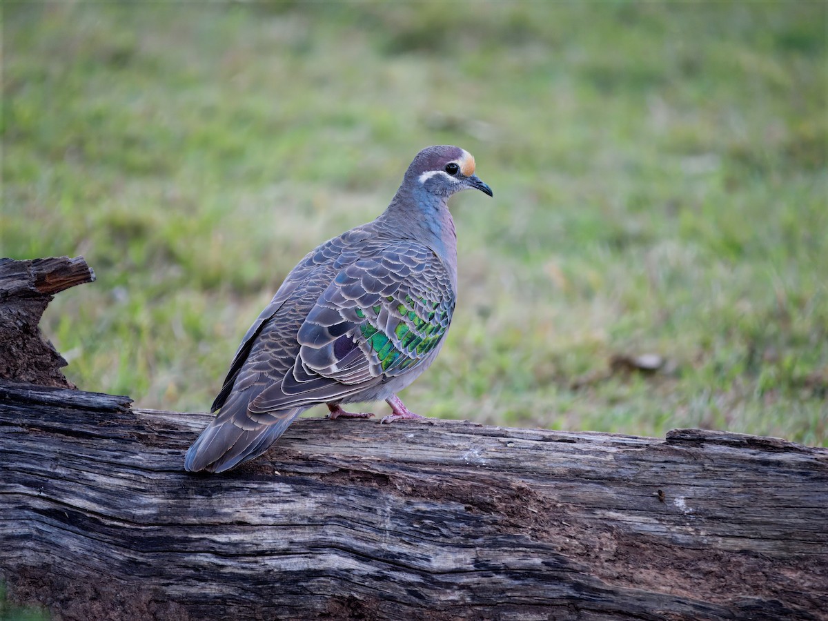 Common Bronzewing - ML645882996