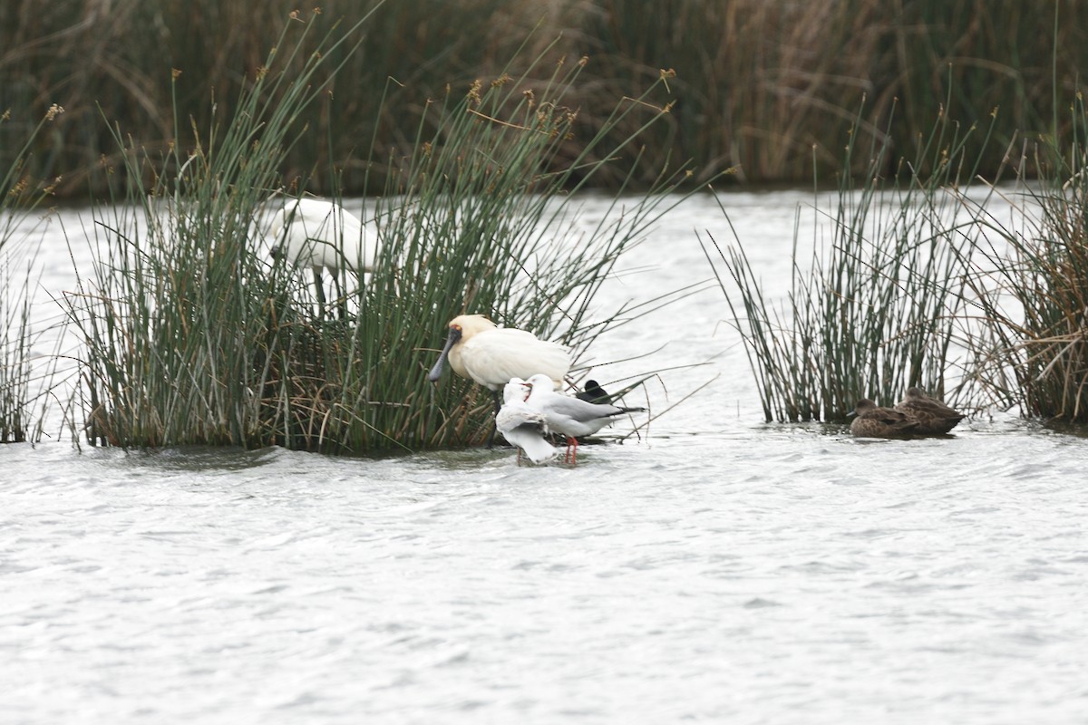 Silver Gull - ML645882997