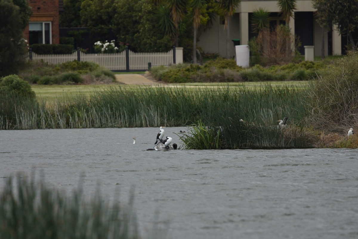 Pied Cormorant - ML645882998