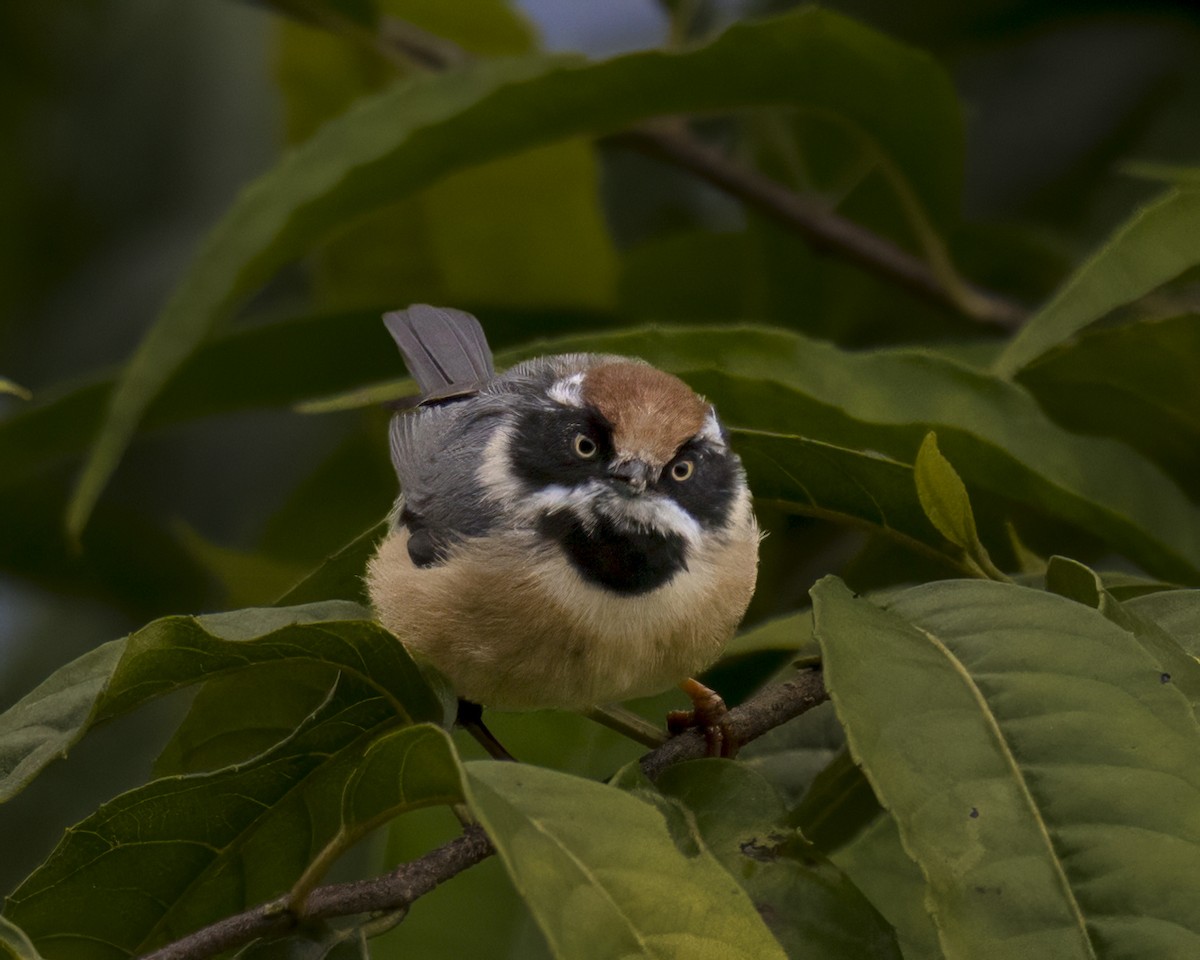Black-throated Tit - ML645883004