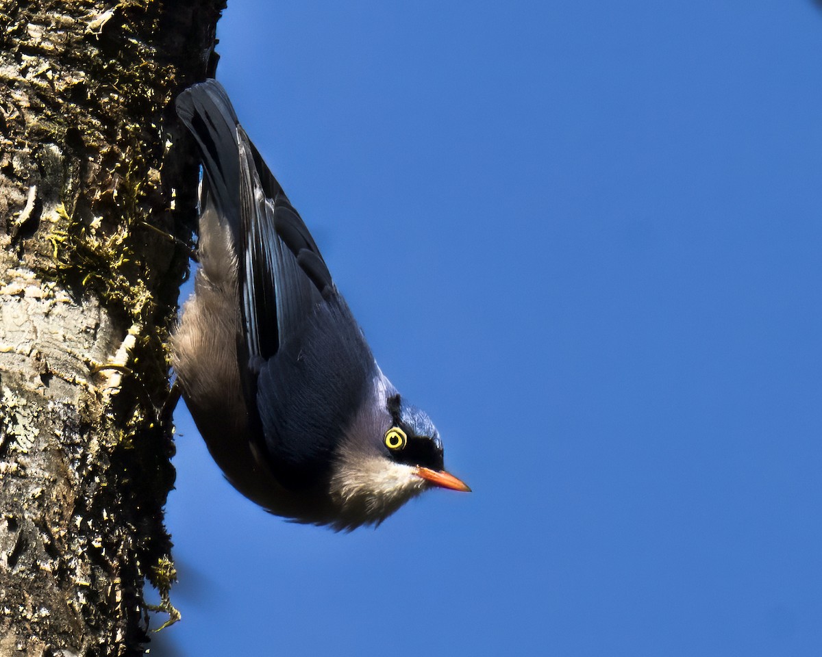 Velvet-fronted Nuthatch - ML645883005