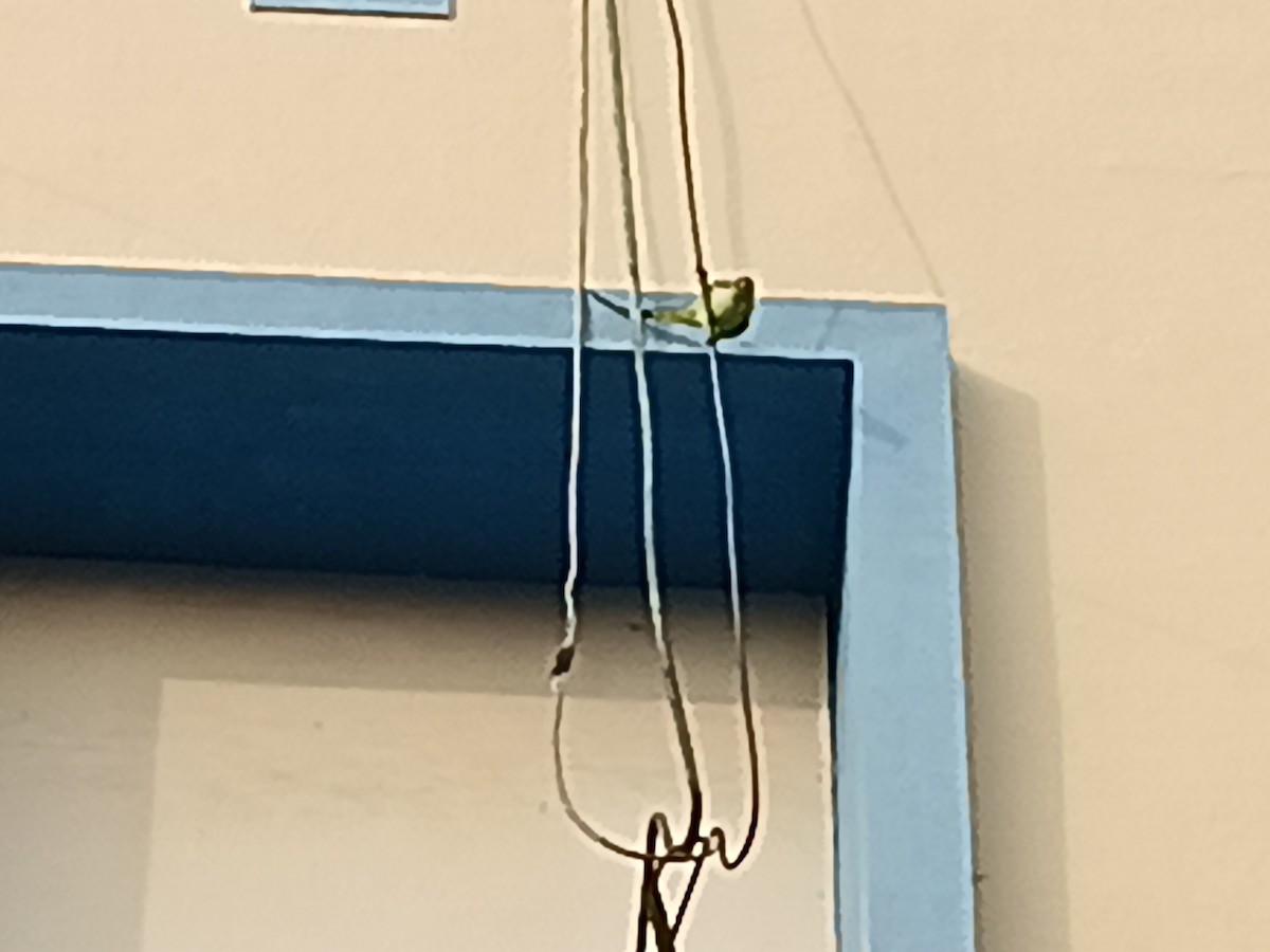 parakeet sp. - ML645883006