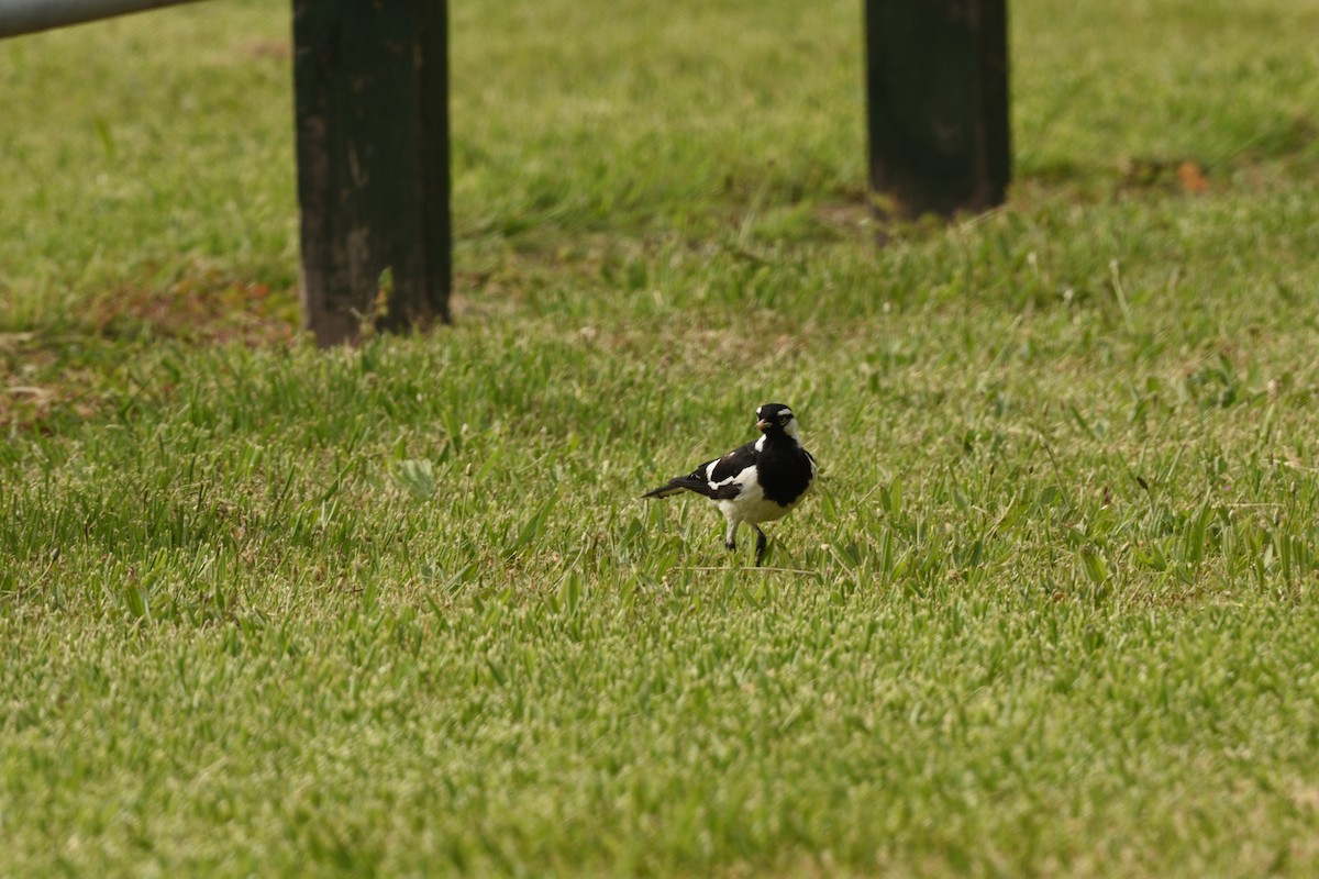 Magpie-lark - ML645883007