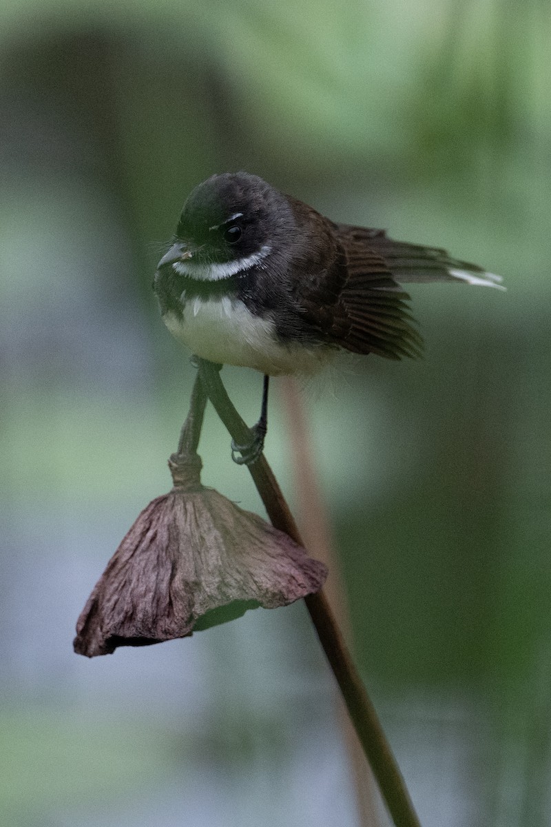 Malaysian Pied-Fantail - ML645883008