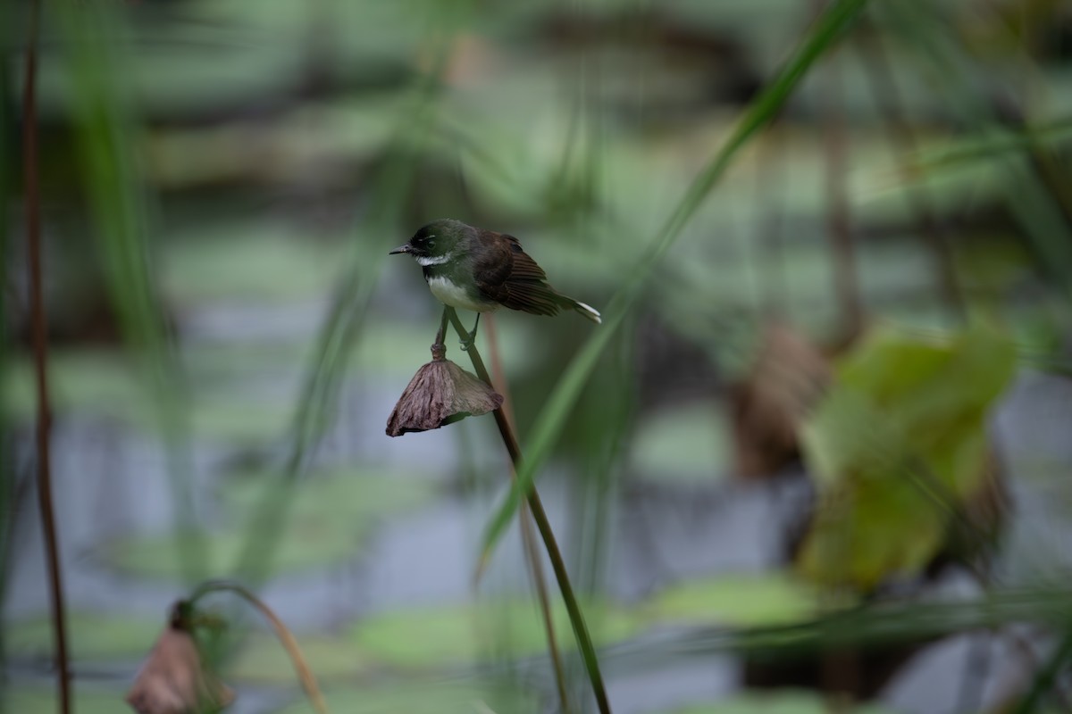 Malaysian Pied-Fantail - ML645883009