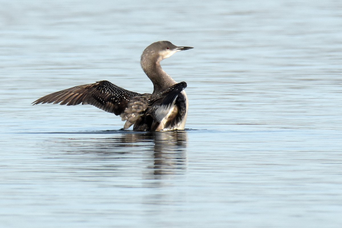 Arctic Loon - ML645883012