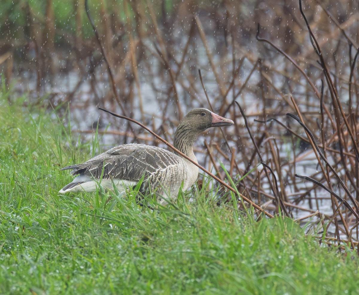 Graylag Goose - ML645883014