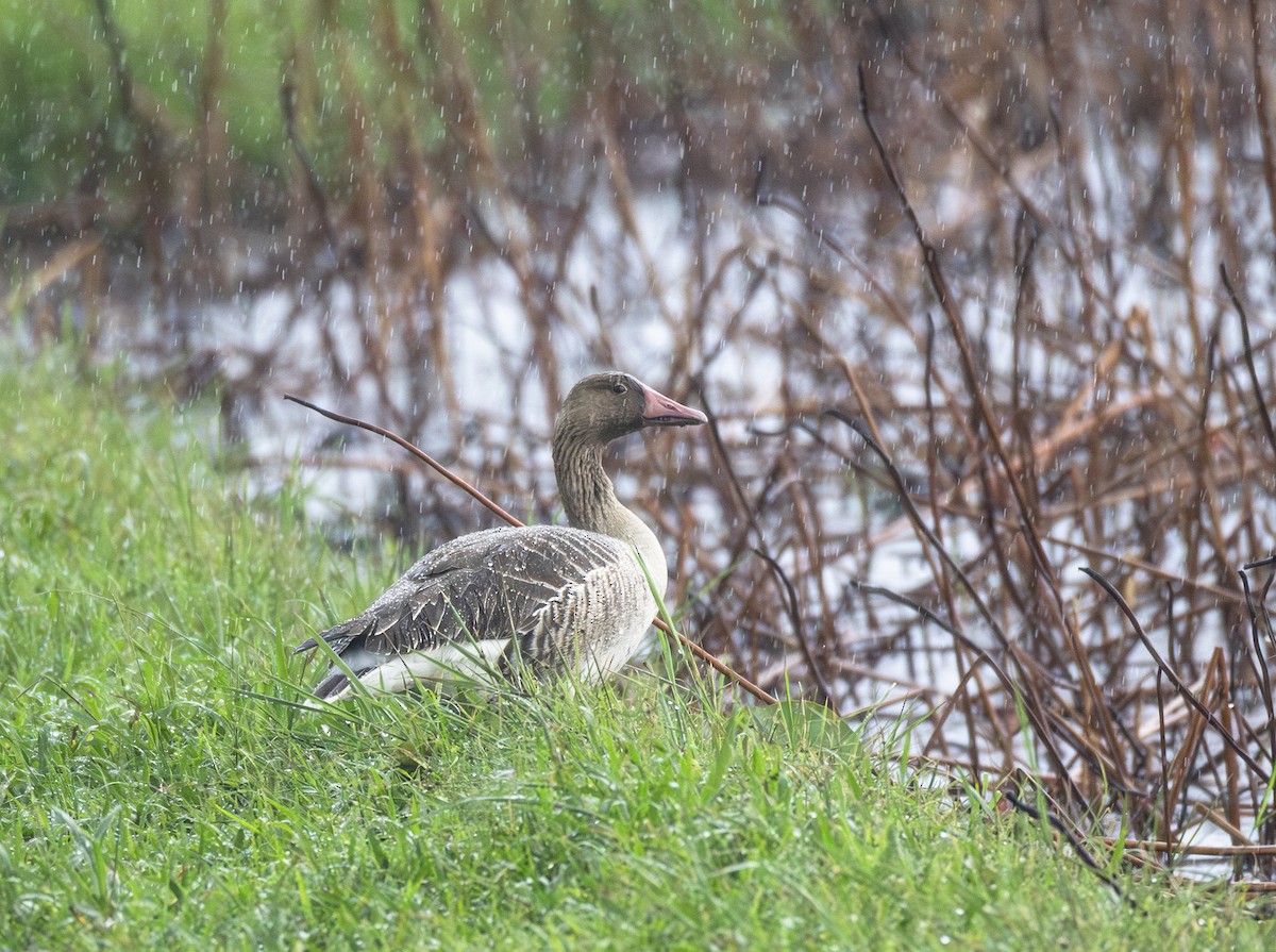 Graylag Goose - ML645883015