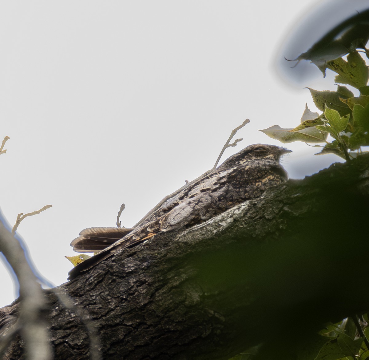Gray Nightjar - ML645883016