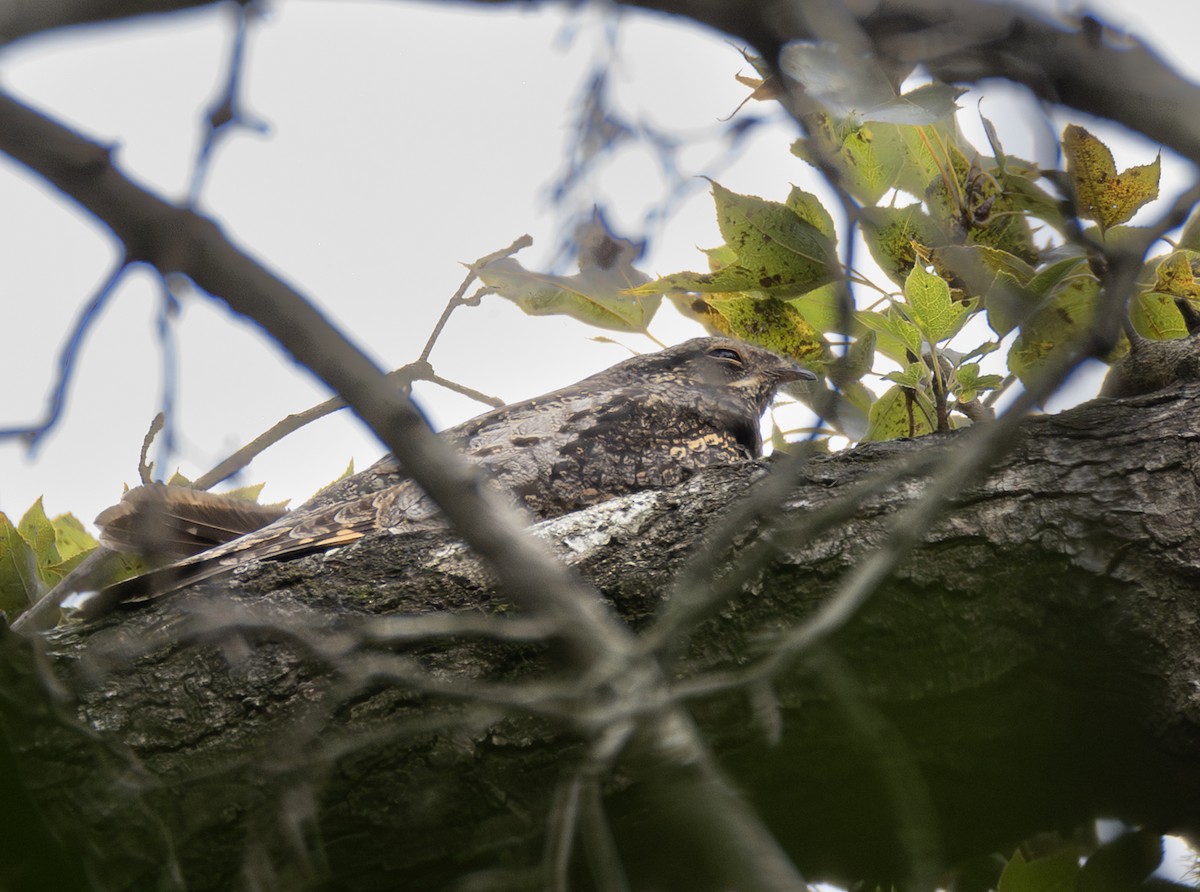 Gray Nightjar - ML645883017