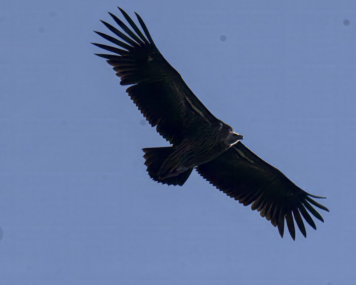 Himalayan Griffon - ML645883019