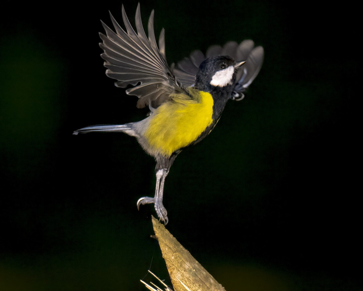 Carbonero Dorsiverde - ML645883022