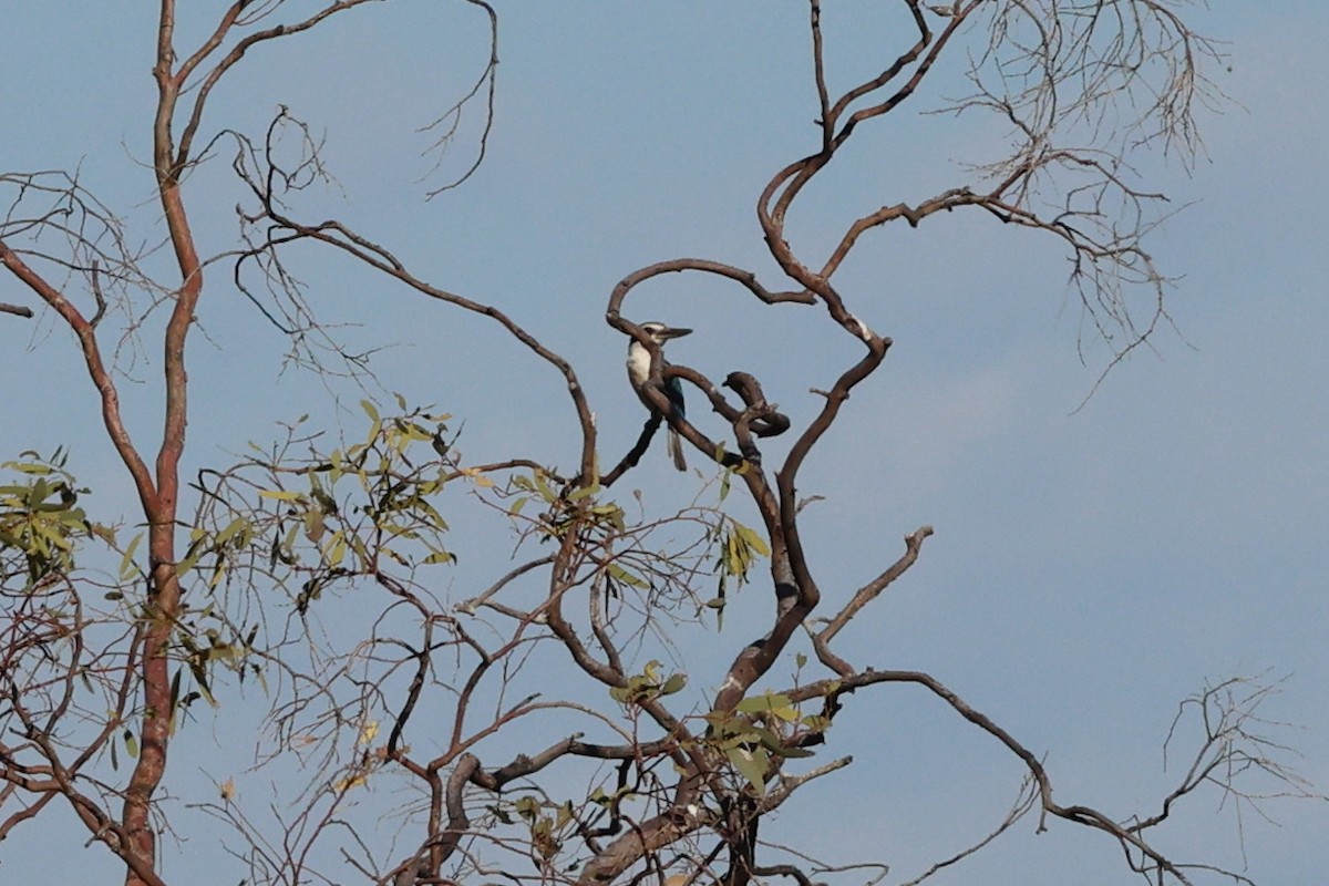 Kırmızı Belli Yalıçapkını - ML645883024