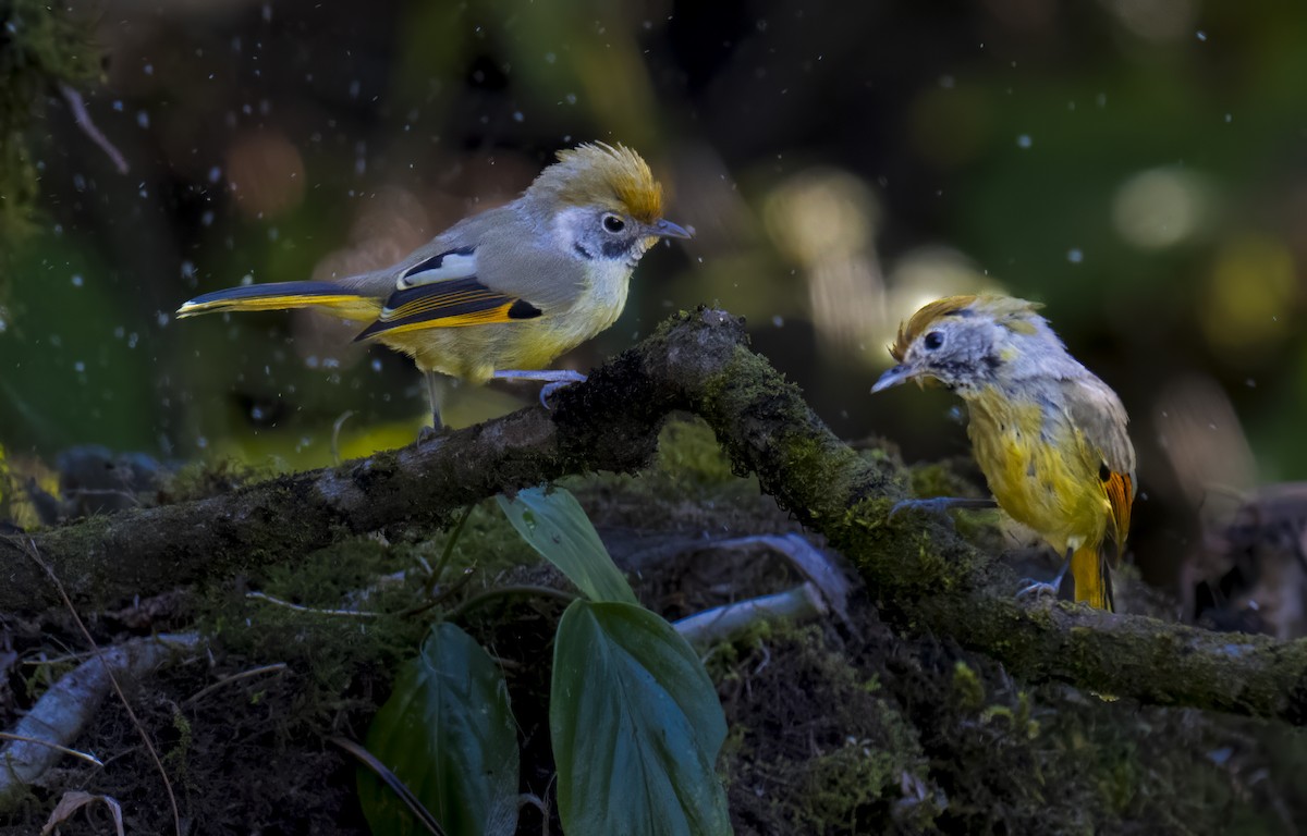 Chestnut-tailed Minla - ML645883026