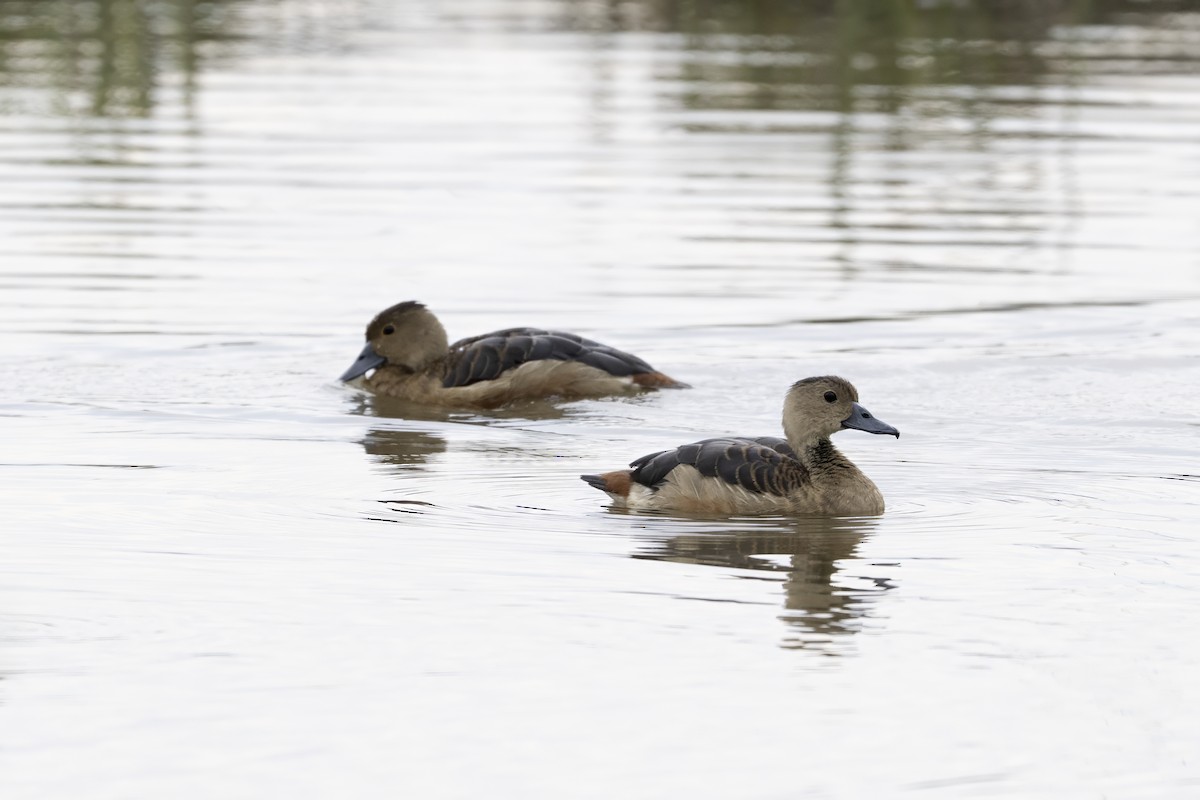 Модны анхир - ML645883027